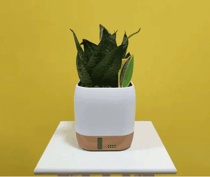 Air Ionizer Zero2.5 without life plants